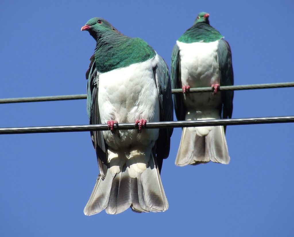 wood-pigeon-937593_1920 cropped