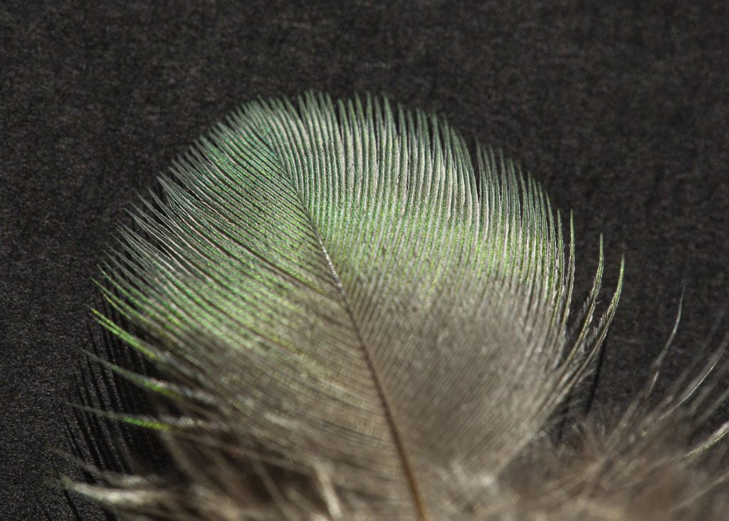 Jane Monaghan – Kereru feather